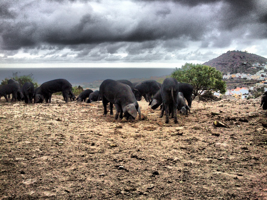 47 cochino negro