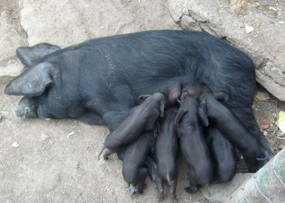cochino1