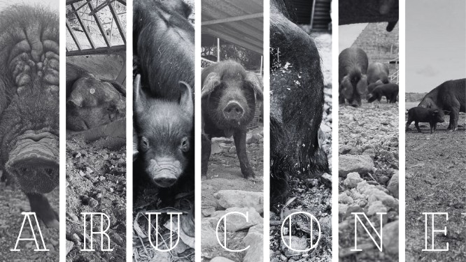 364699163_295221513185619_4651790971701474189_n__1_-removebg-preview cochino negro canario