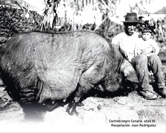 442442857_122116658324297292_5518943491507058747_n-removebg-preview cochino negro canario